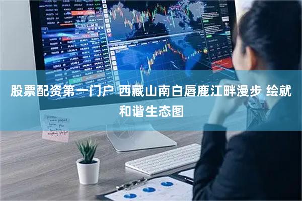 股票配资第一门户 西藏山南白唇鹿江畔漫步 绘就和谐生态图